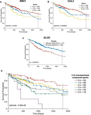 Genetic and Epigenetic Mechanisms Deregulate the CRL2pVHL Complex in Hepatocellular Carcinoma